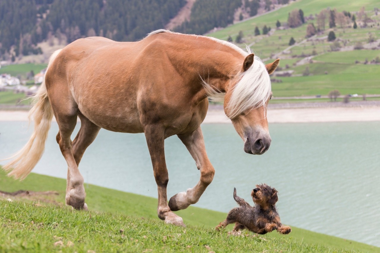 Ungleiche Freunde Pferde und Hunde kommunizieren im Spiel miteinander