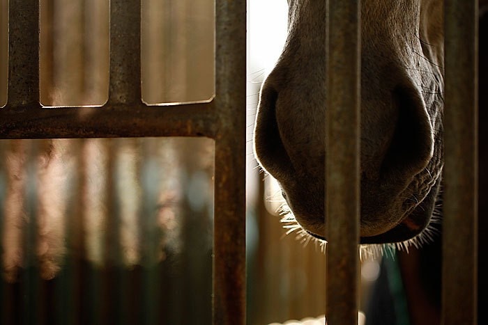Bis Zum Bitteren Ende Pferdezüchter Wegen Tierquälerei Verurteilt 